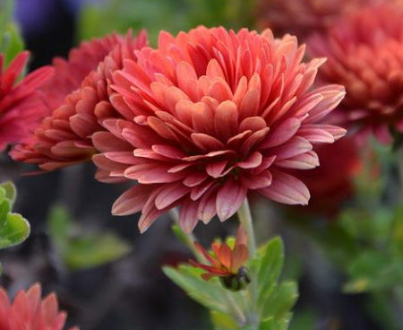 3 – Den klassiske krysantemum blomst